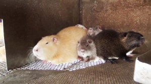 Как избавиться от сырости и грязи в клетке у нутрии?