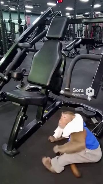 Мартышка объясняет спортзал