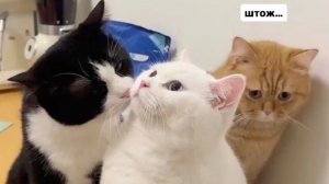 Мы выбираем... нас выбирают... как это часто не совпадает #раскладтаро #треугольниксейчас #онëм