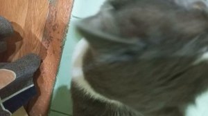 Тиша посмотри в мои глаза...