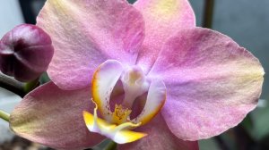 Орхидеи 🌺 Вести с полей 🦋🪴❤️ Часть 2