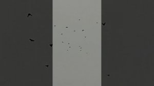 Выгон 21.12.2025.Голубедром Сошки.