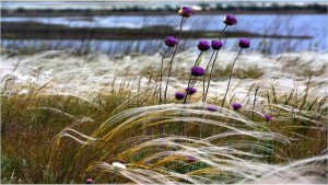 "Степь". Автор текста и музыки - Александр Пронин.
