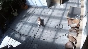 Битва на Выживание! Безумные Сражения Животных Снятые на Камеру