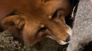 Лиса-Алиса. Лис Игнис и разобранная шапка