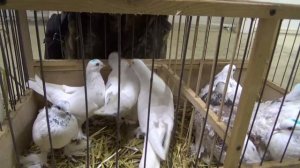 ЯРМАРКА ГОЛУБЕЙ В УФЕ 21 ДЕКАБРЯ 2025 ГОДА.