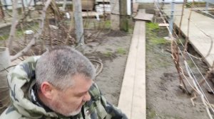 Обрезка виноградного куста на плодоношение!!!🍇🍇🍇Сможет даже новичок!!! WhatsApp +79528500417.