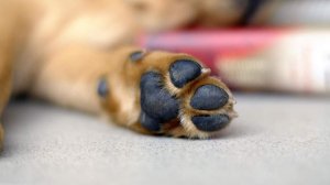 В Ростовской области проверят информацию о гибели животных в приюте