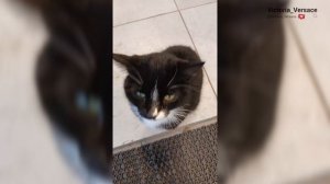 Смешные котики! Доброе утречко! Желаю отличного настроения. #утро #топ