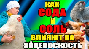 Как СОДА и СОЛЬ влияют на ЯЙЦЕНОСКОСТЬ кур.