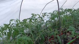 Теплица в теплице. Как я делаю тоннели для защиты томатов от мороза, чем укрываю.