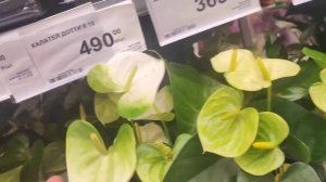 Поход в Лемано Про за краской. Очень много растений.