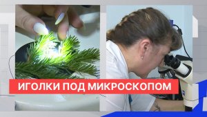 Россельхознадзор и специалисты профильной лаборатории проверили качество ёлок в Нижнем Новгороде