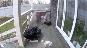 Простая жизнь в деревне. В поиске елки.