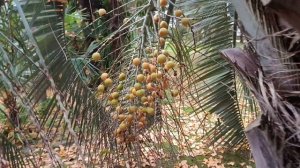 Медовая пальма в Сочи.