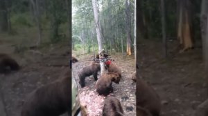 Я в шоке/ Камчатка. Куча медведей.