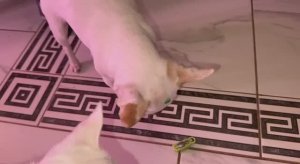 Жучок хороший, только батарейки быстро сели.