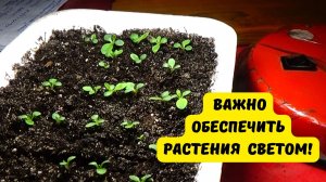 Правильная подсветка - залог крепкой рассады !
