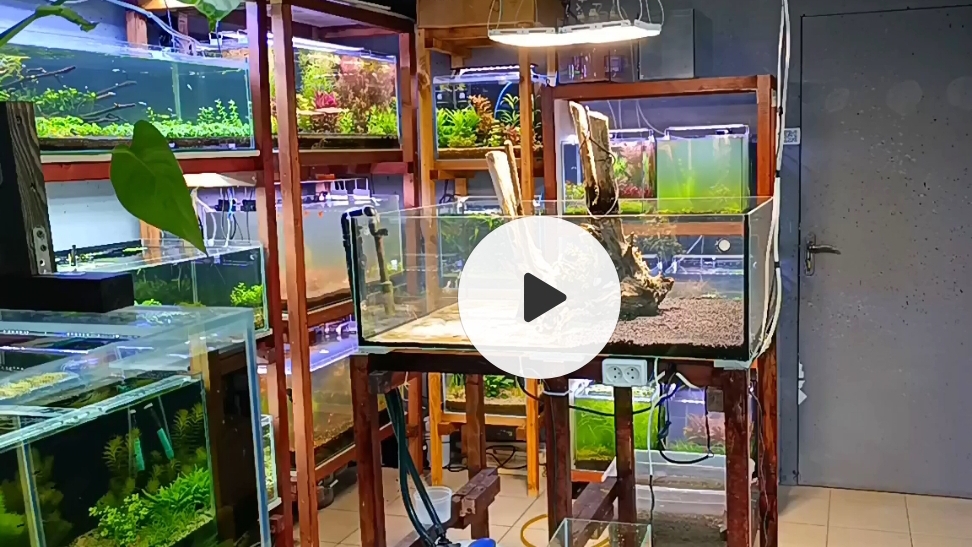Перезапуск аквариума у входа для рыбок Гуппи и креветок рода Каридины + Конкурс смотреть онлайн