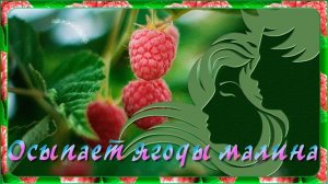 -ОСЫПАЕТСЯ МАЛИНА-