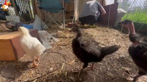 Любовь птицевода к Курочкам 🐥🐔🥚 Нежное видео 🐓 Версия (91)