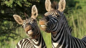 🤣 КОГДА ЖИВОТНЫЕ УГАРАЮТ БОЛЬШЕ ЛЮДЕЙ