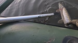 🎣УШЛА🎣fishing#туризм#природа#ловля#рыбалка#щука#ловлящуки#ночевка#Чулым#река#спиннинг