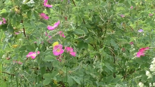 ансамбль Катанчи Чагыр сяська смотреть онлайн