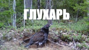 ✔Глухарь умывается в песке!