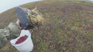 Сбор клюквы. Осень 2022 . День первый.
