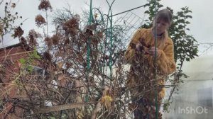 Обрезка Метельчатых Гортензий | укрытие для Клематисов | Сад в конце окт