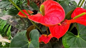 Герань перестала цвести Попробуйте этот простой трюк