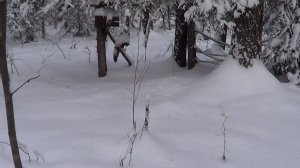 Охота на куницу капканами. сезон 25-26г. / ПРОВЕРКА КАПКАНОВ В ДЕКАБРЕ.