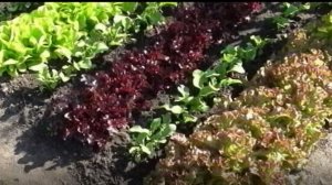 Выращивание салатов