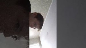 копия фантйма