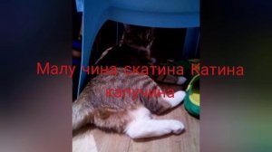 смешные мемы с котом🤣:смешной сборник видео с озвучками!🍿