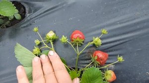 Новинки 2025г: Джина,LP1908,Teg 122 (ЛОВЕТТЕ)и G-7