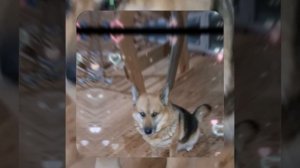 1000043125.mp4 (Собака наблюдает за лайфхаками при строительстве дома А-фрейм)