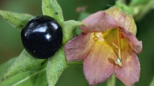 Опасные растения