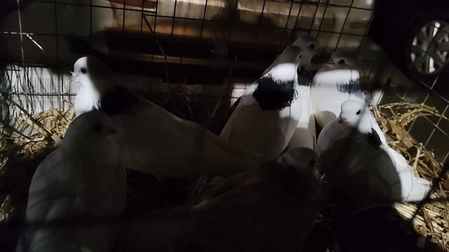 Рынок Истра.21.12.2025. смотреть онлайн