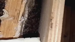 ЗИМОВКА " УЗБЕКСКИХ " ПЧЕЛ В ПОДПОЛЕ ...