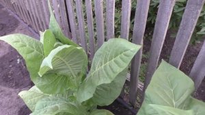 Выращивание табака