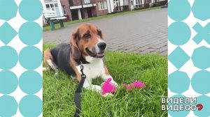 Ищу доброго хозяина. Видели видео? Фрагмент выпуска от 21.12.2025