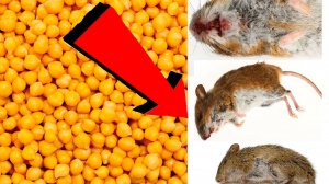 Как избавиться от мышей и крыс навсегда За 3 Секунды!!.!!.!!...