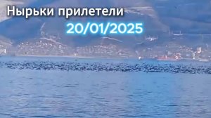 Нырьки прилетели 20.01 2025