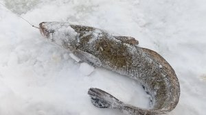 Налим на тычку.