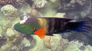 Domina Coral Bay King's lake-хейлин с  трепанацией черепа