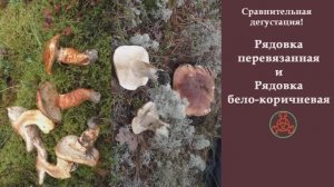 Сравнительная дегустация! Рядовка перевязанная и Рядовка бело-коричневая. "Грибная кухня".