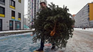 МЧС: за самовольную вырубку елей на Новый год грозит штраф до 300 тысяч рублей