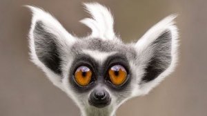 Катаем Угараем Орем в Монитор